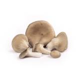 Oesterzwammen kwekerij van Lieshout-product-los-groot