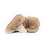 Oesterzwammen kwekerij van Lieshout-product-los-klein