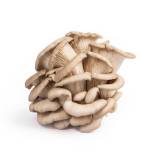 Oesterzwammen kwekerij van Lieshout-product-tros