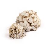 Oesterzwammen kwekerij van Lieshout-product-voetjes